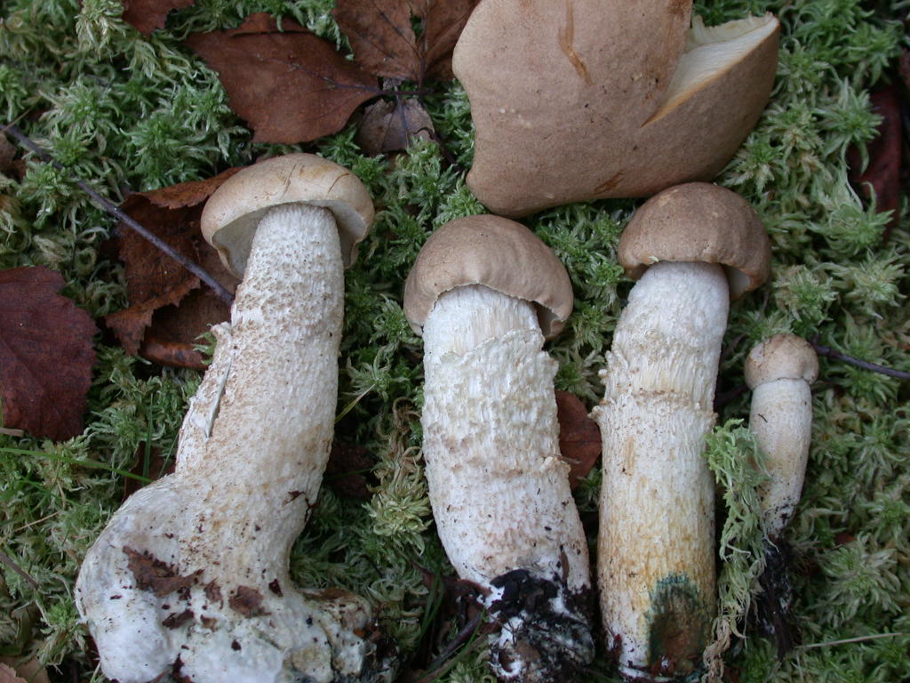 Quiz....Quiz...Quiz.. QUID ???